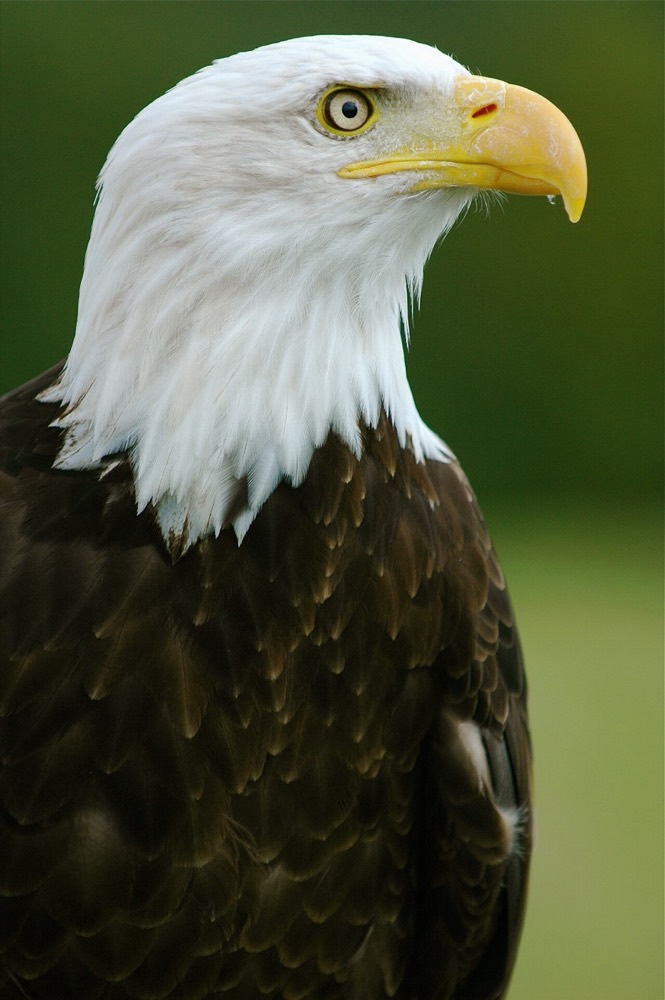 How to Identify a Bald Eagle (Haliaeetus leucocephalus)