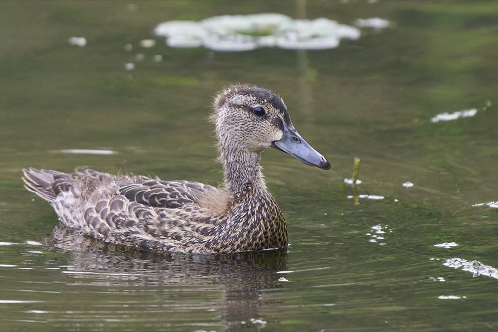 How to Identify a Blue-winged Teal (Spatula discors)
