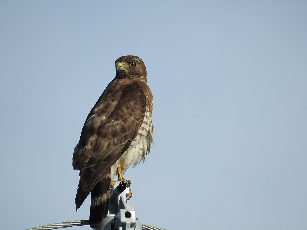 How to Identify a Broad-winged Hawk (Buteo platypterus)