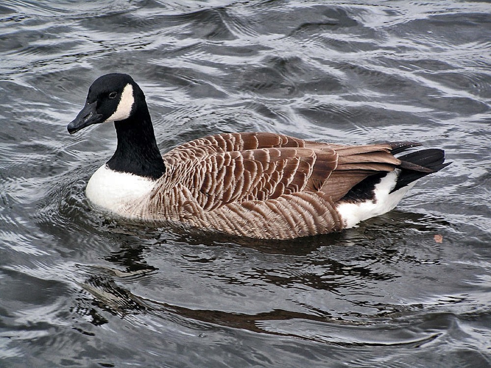 How to Identify a Canada Goose (Branta canadensis)