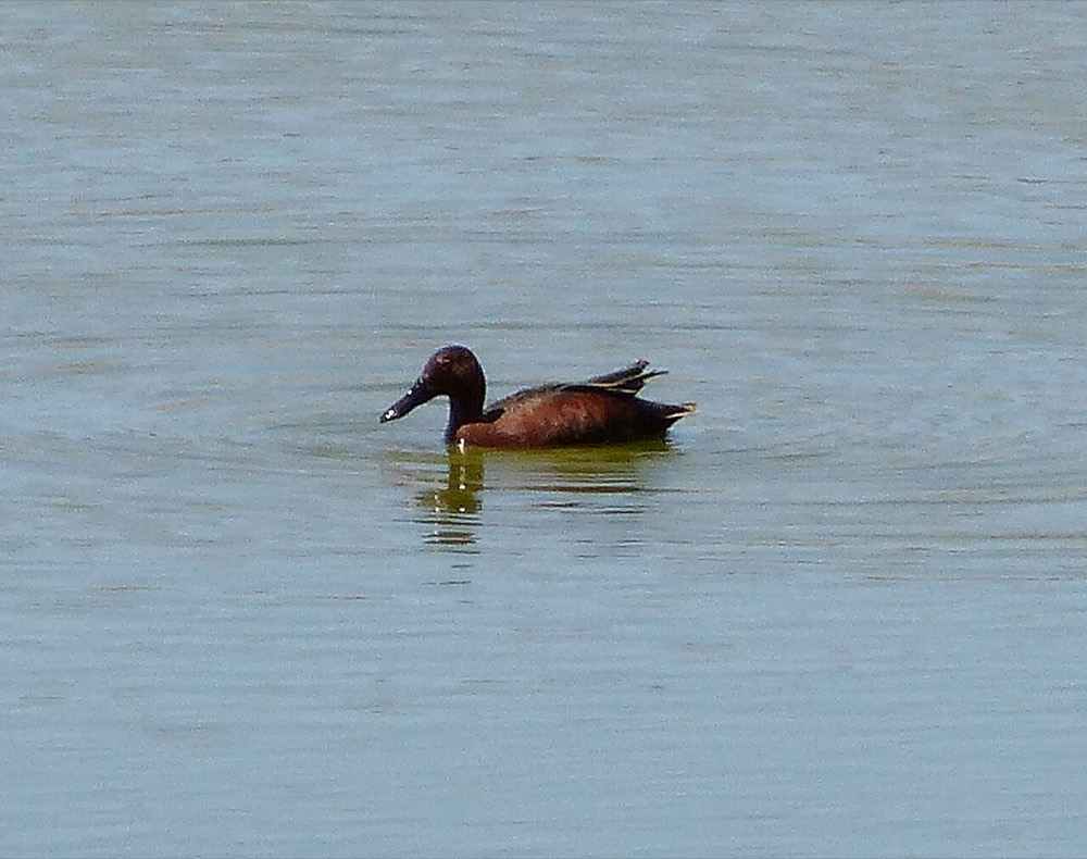 How to Identify a Cinnamon Teal (Spatula cyanoptera)