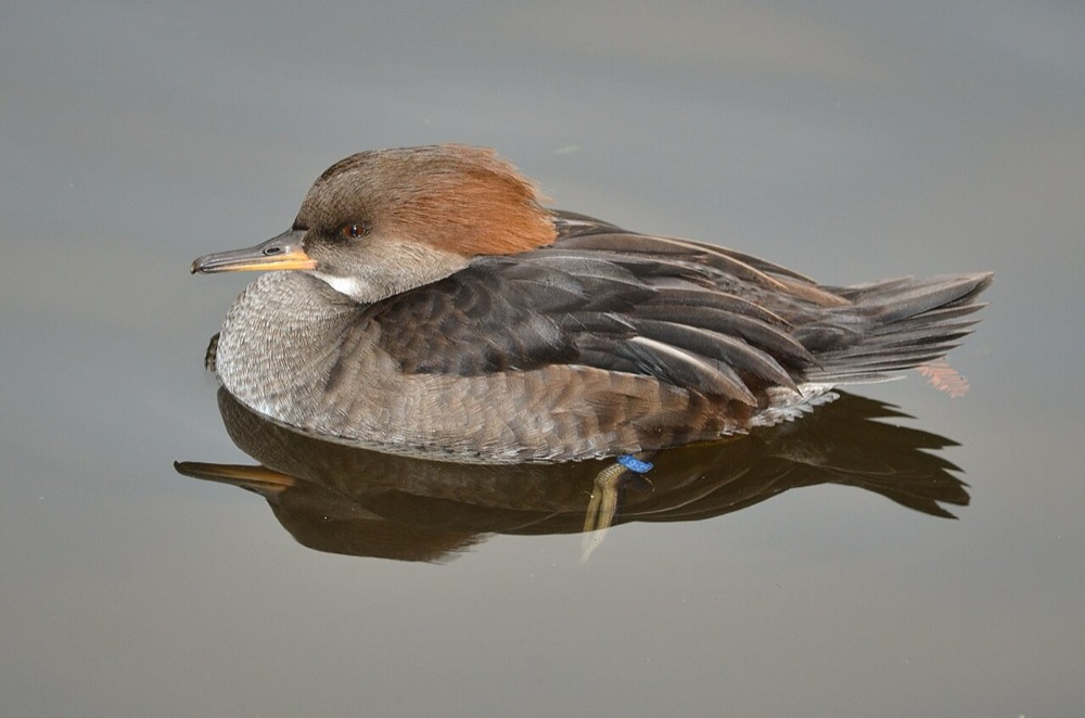 How to Identify a Hooded Merganser (Lophodytes cucullatus)