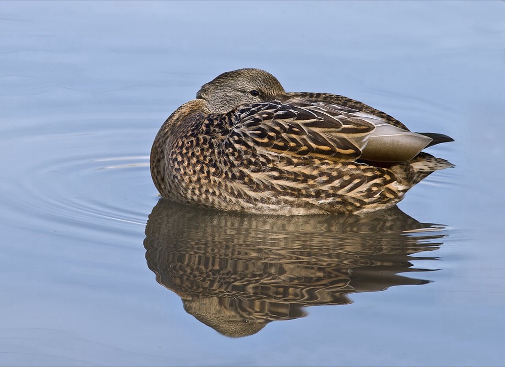 How to Identify a Mallard (Anas platyrhynchos)