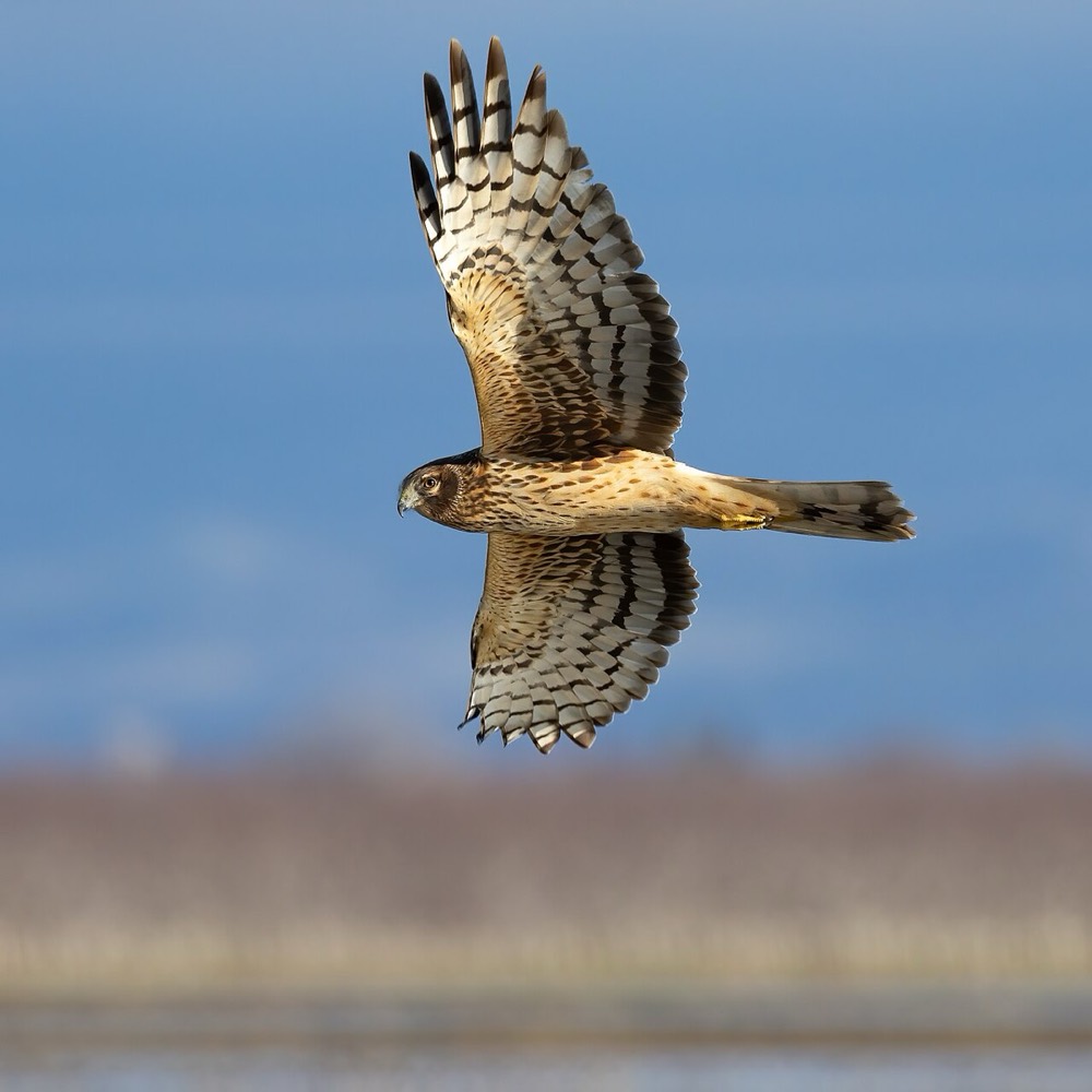 How to Identify a Northern Harrier (Circus hudsonius)
