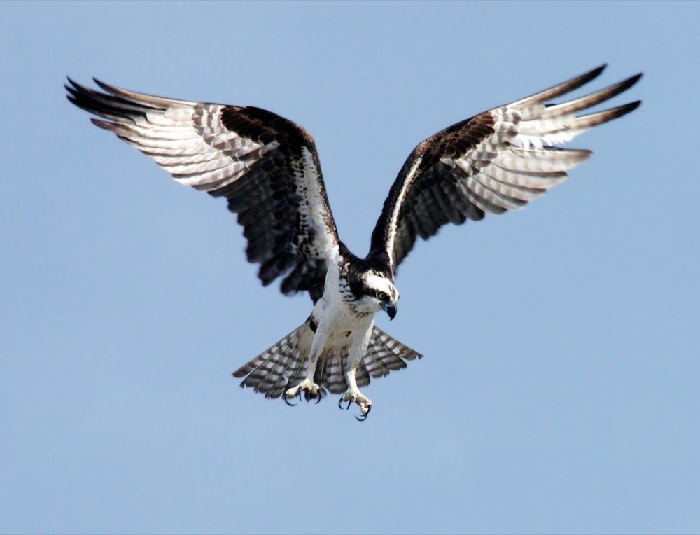 How to Identify a Osprey (Pandion haliaetus)