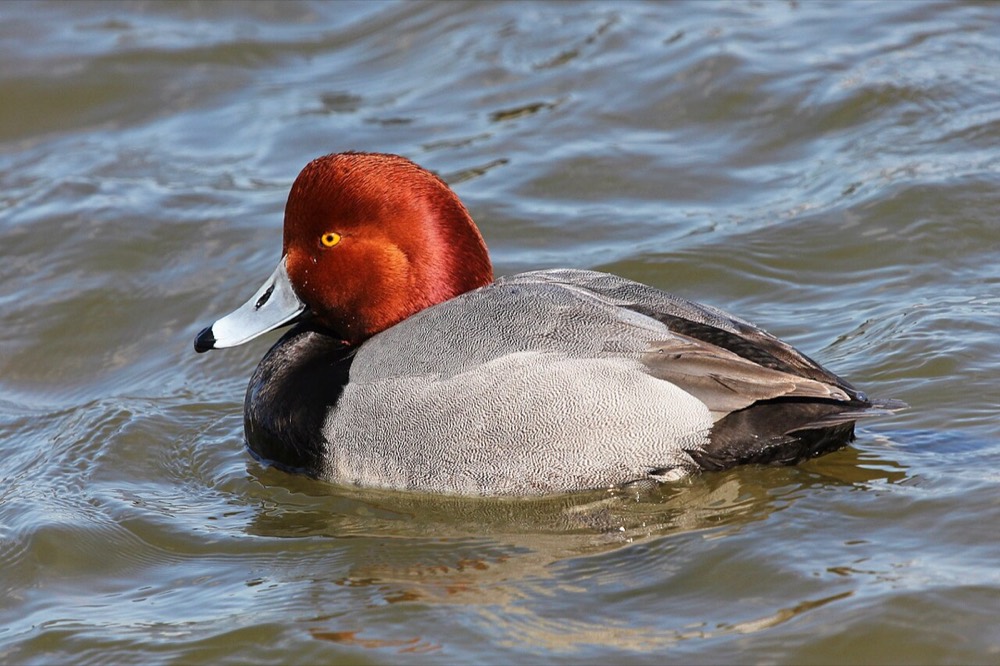 How to Identify a Redhead (Aythya americana)