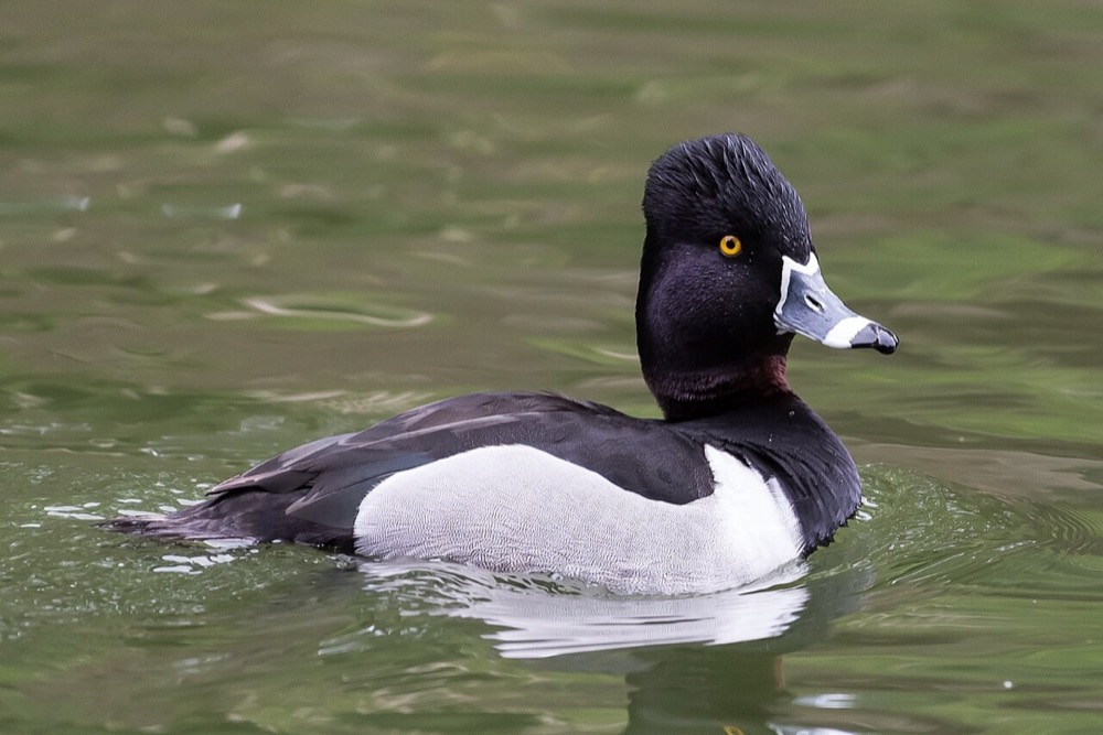How to Identify a Ring-necked Duck (Aythya collaris)