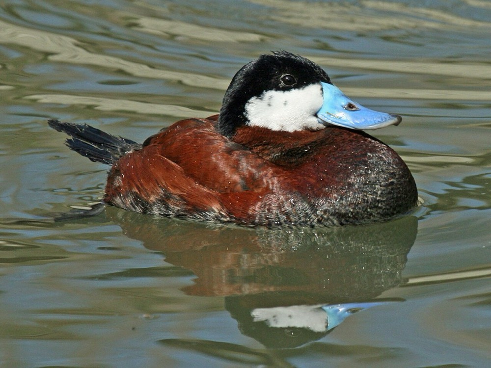 How to Identify a Ruddy Duck (Oxyura jamaicensis)